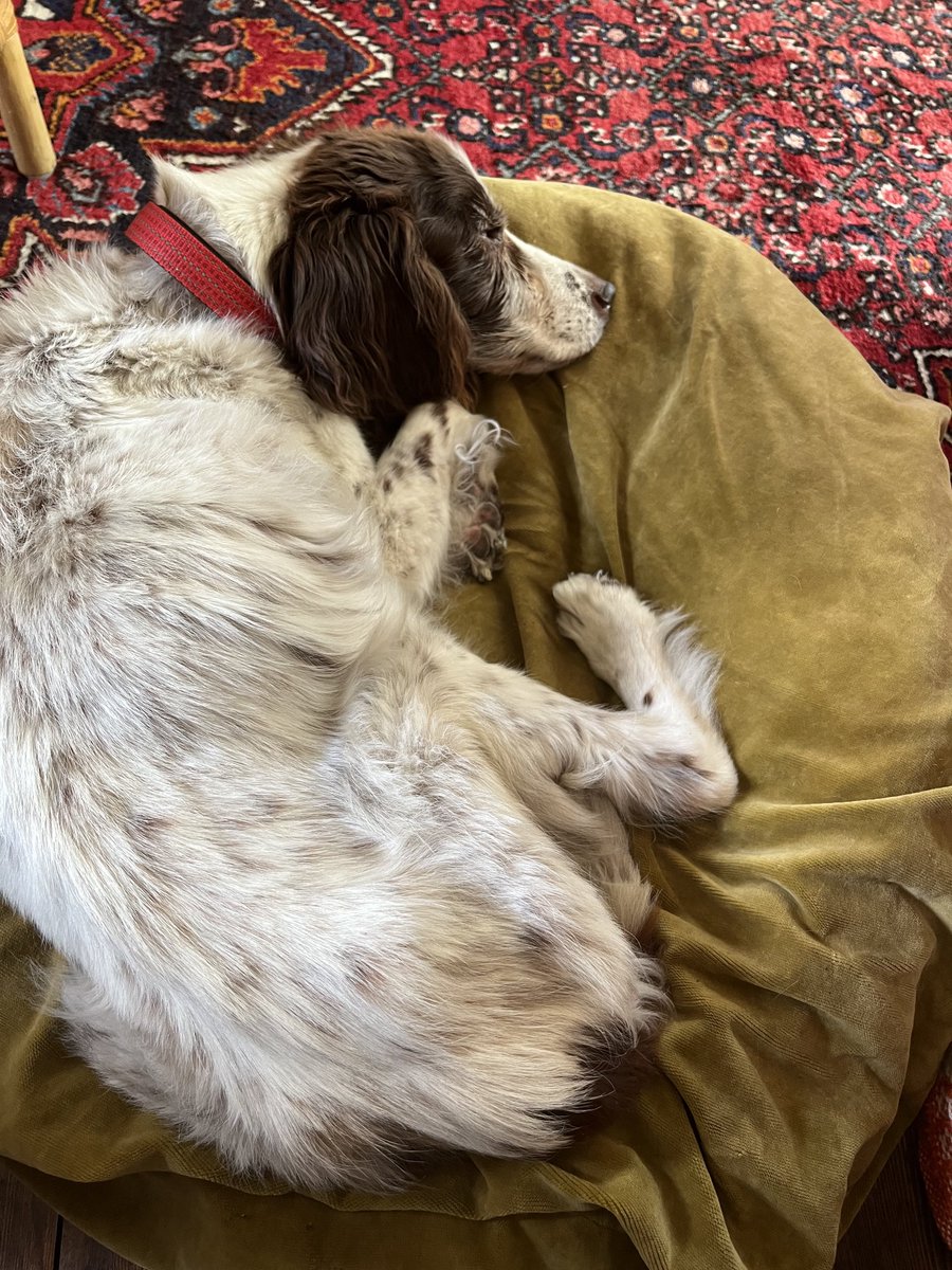 It’s been two weeks since we said goodbye to dear Tulip and I don’t like it. I miss her terribly. There’s a gap beside me 😞 #dogs #pets #bereavement #loss