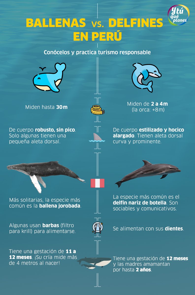 ConoceelPeru's tweet image. Este 23 de julio, en el #DíaMundialDeLasBallenasyLosDelfines 🐋, celebramos su belleza, inteligencia y el rol clave que cumplen en nuestros océanos. 🌊
En el Perú, podemos observarlos en libertad, desde las costas de Tumbes y Piura hasta la Amazonía: bit.ly/3U5mTU8 🐬