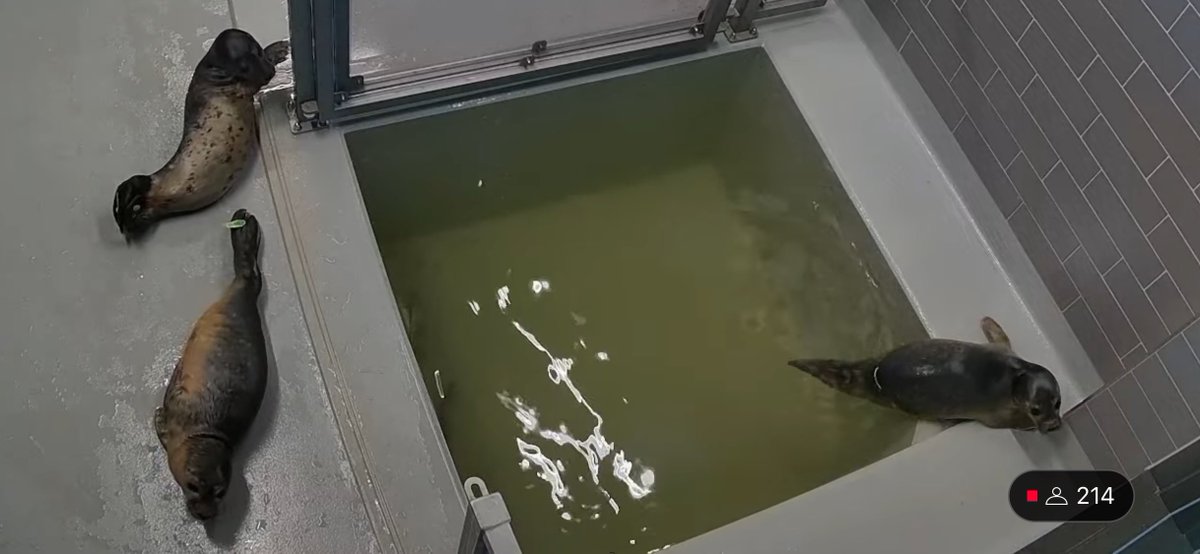 yamachicocha's tweet image. Phase1いろいろ
Charon, Aquila, Selene
#アザラシ幼稚園 #zeehondencentrum #WEC_Waddenzee
#アザラシリハビリ研究センター