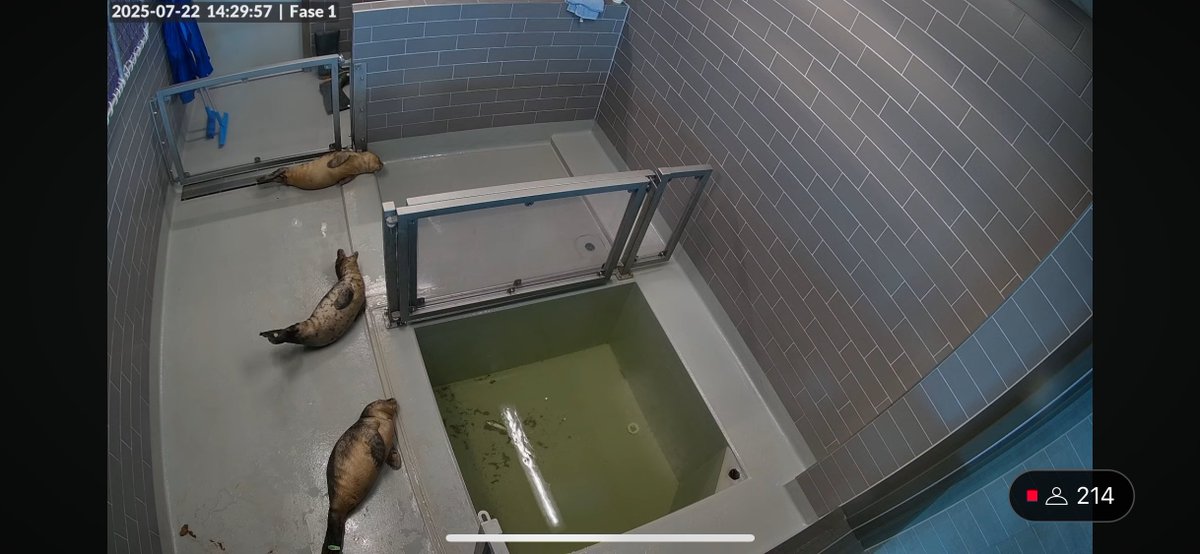 yamachicocha's tweet image. Phase1いろいろ
Charon, Aquila, Selene
#アザラシ幼稚園 #zeehondencentrum #WEC_Waddenzee
#アザラシリハビリ研究センター