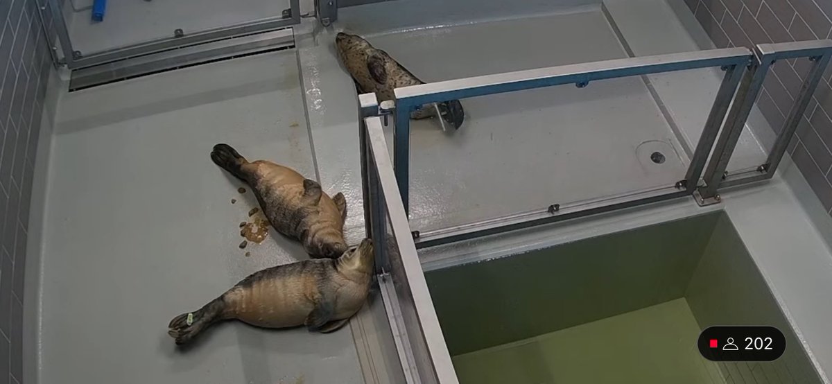 yamachicocha's tweet image. Phase1いろいろ
Charon, Aquila, Selene
#アザラシ幼稚園 #zeehondencentrum #WEC_Waddenzee
#アザラシリハビリ研究センター