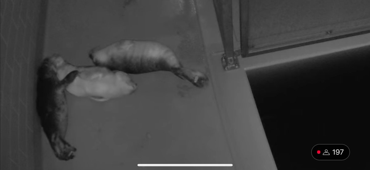 yamachicocha's tweet image. Phase1いろいろ
Charon, Aquila, Selene
#アザラシ幼稚園 #zeehondencentrum #WEC_Waddenzee
#アザラシリハビリ研究センター