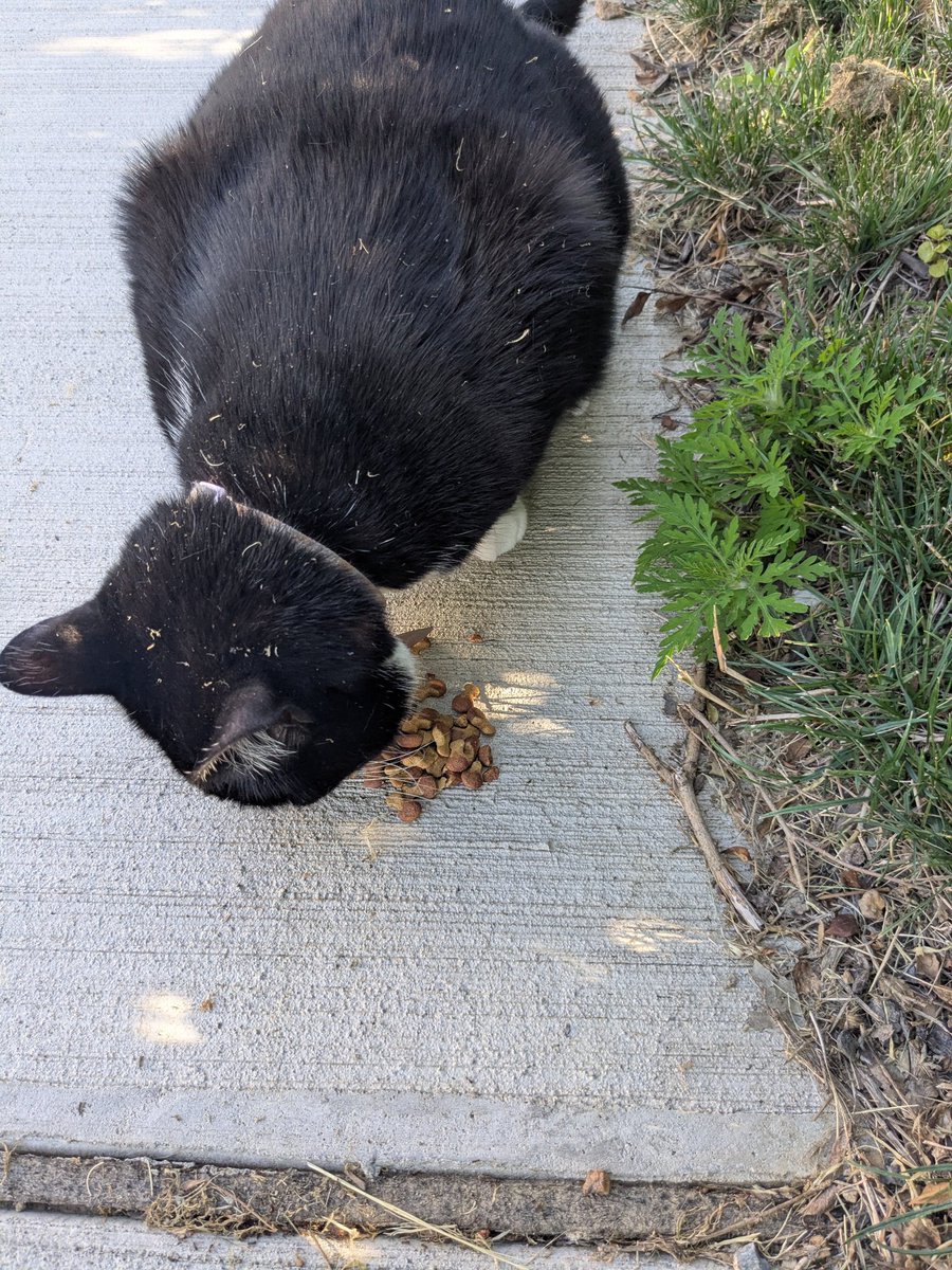 IckVile's tweet image. Found this gooner in the streets, i did hate cat treats :)