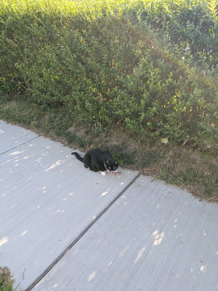 IckVile's tweet image. Found this gooner in the streets, i did hate cat treats :)