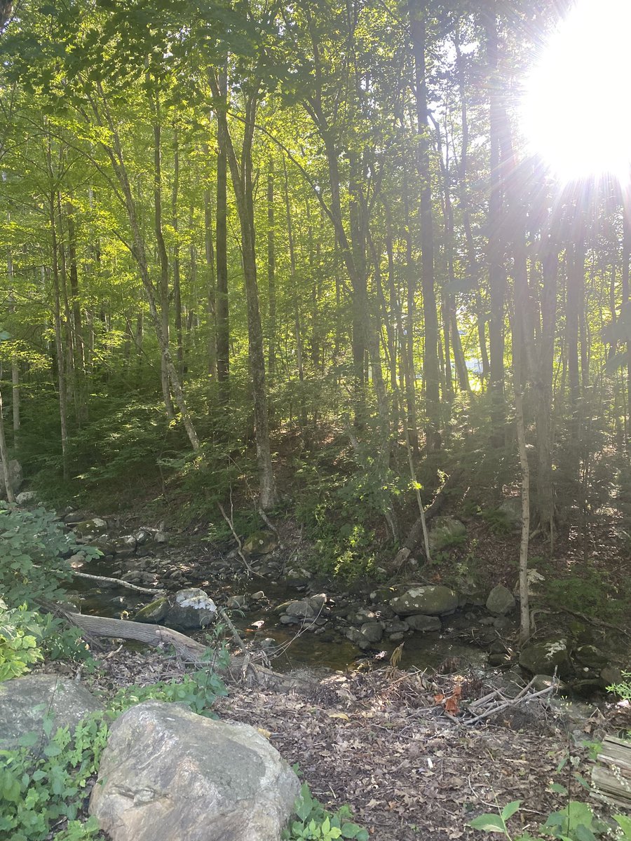 Tigerplayzgame's tweet image. I went for a short walk/hike today and here’s a few of the photos I took. I wish I got to go further but we brought the dogs and Gunner was getting tired quickly