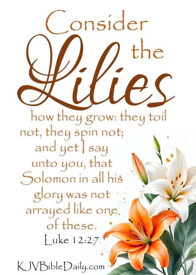 Stewart7Donna's tweet image. King Solomon, in all his glory, was not arrayed like one of God's lilies.