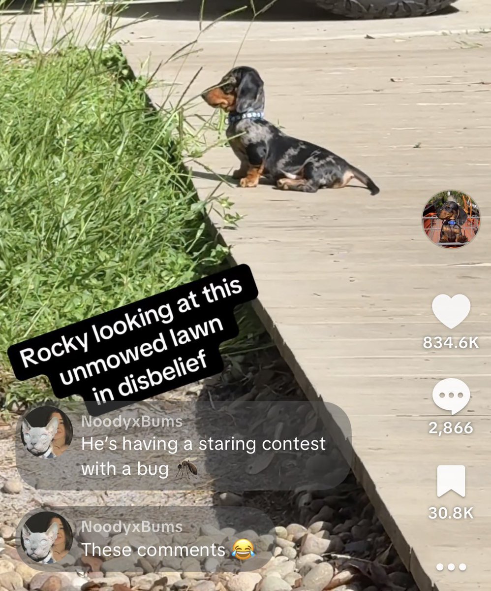 bugs836's tweet image. Two weeks I told myself I wanted to spend more time on things that bring me joy and decided to make a fun page for my dog Rocky. 

It has been two weeks and he has accumulated almost 1 million likes and on one video alone 834,000 likes and 6.1 million views. Rocky has a lot of…