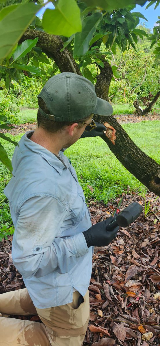 Tropical Plant Clinic & Research Lab tweet media
