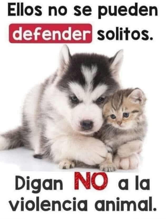 NO a la violencia animal.
