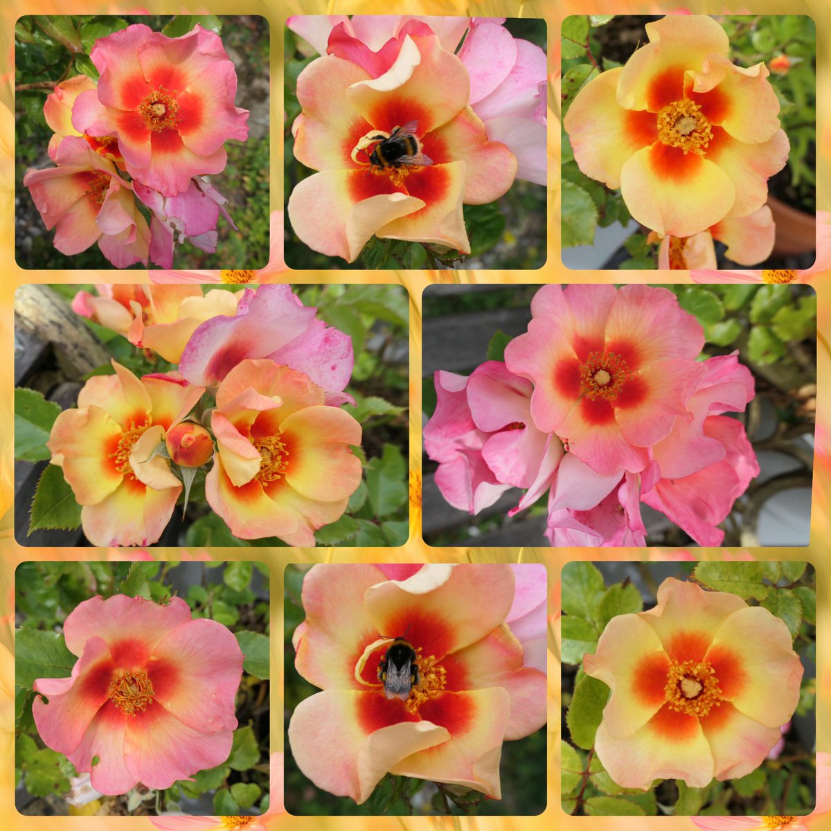 bumblebuddeez's tweet image. Happy #RoseWednesday with ‘Your Lovely Eyes’ blooming once more in our garden 💛🧡🐝🌼🐝🌸🐝🩷🧡💛