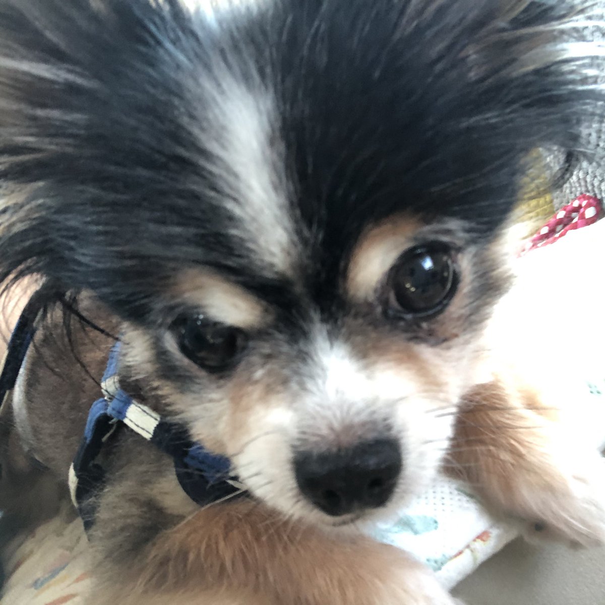 MIDO_PIKO's tweet image. 疲れた…諦めた模様😂

#チワワ　ピコ❤️