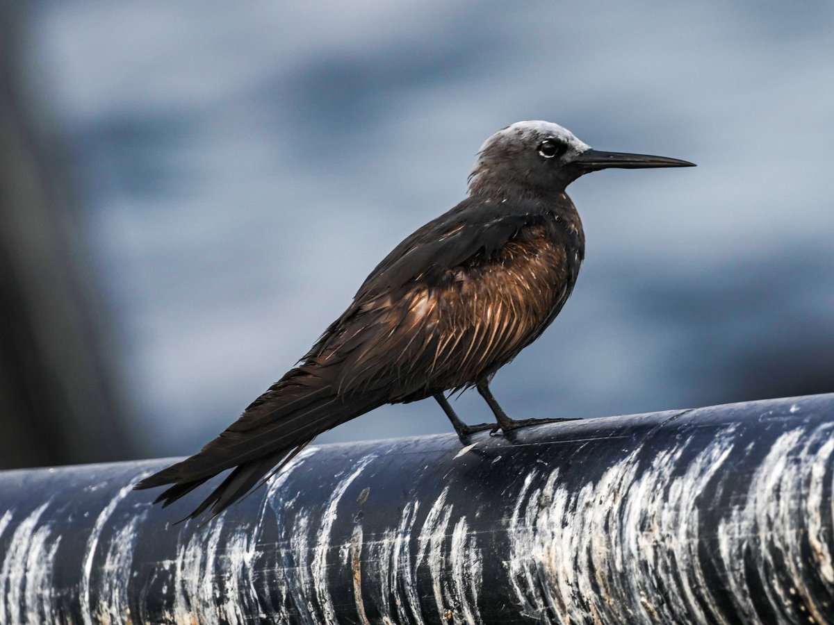 Lesser Noddy (Anous tenuirostris) for #waderwednesday.
Fujairah, UAE - May 2025. 
#BirdsSeenIn2025  #birdsoftheworld #pelagicbirding #uaebirds #birdsinhabitat #natgeoyourshot #niffeature2025 #BBCWildlifePOTD #ThePhotoHour #wildlifephotography #birdwatching #channel169 #IndiAves