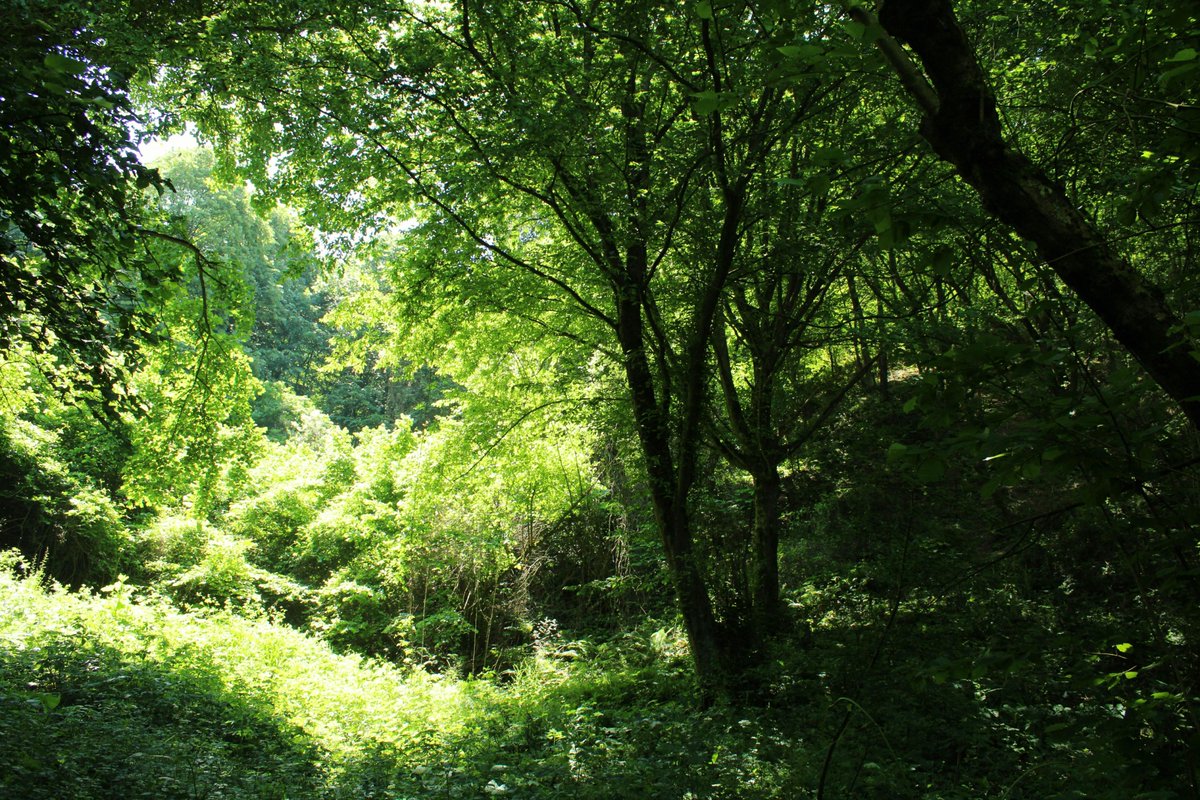 TF_Global's tweet image. Restoring forests restores balance. Climate, water, wildlife, even mental health—trees help set everything back in place.