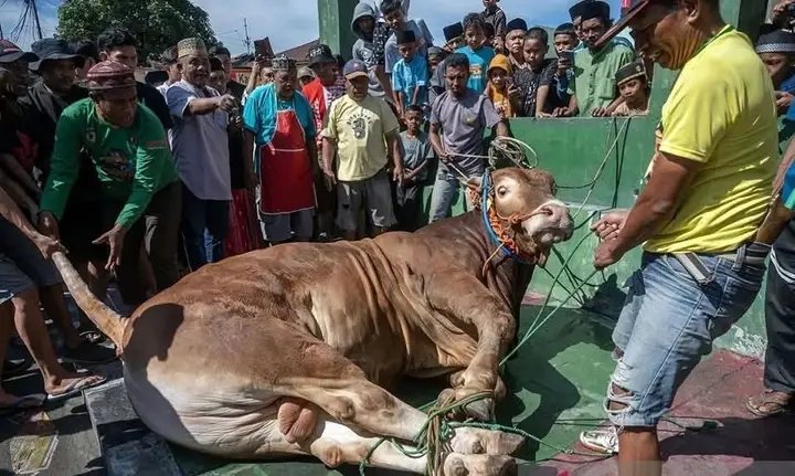 Joseph3Sengendo's tweet image. Such people don’t qualifies to be called humans, but murderers who are supposed to be in hell for killing an innocent animal