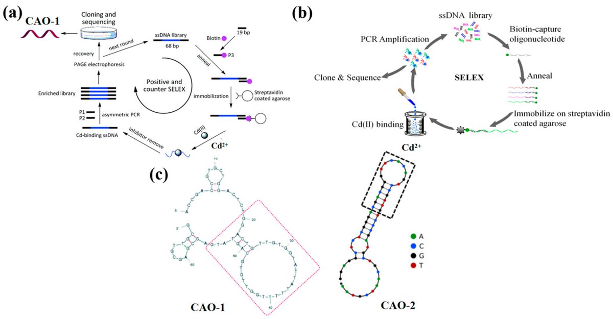 Biosensors_MDPI's tweet image. 📣Call for Reading:
#Review
Recent Aptamer-Based Biosensors for Cd2+ Detection
by Zihan Gao, et al.
mdpi.com/2079-6374/13/6…
#aptamer #fluorescent #cadmium
#biosensors #mdpi #openaccess