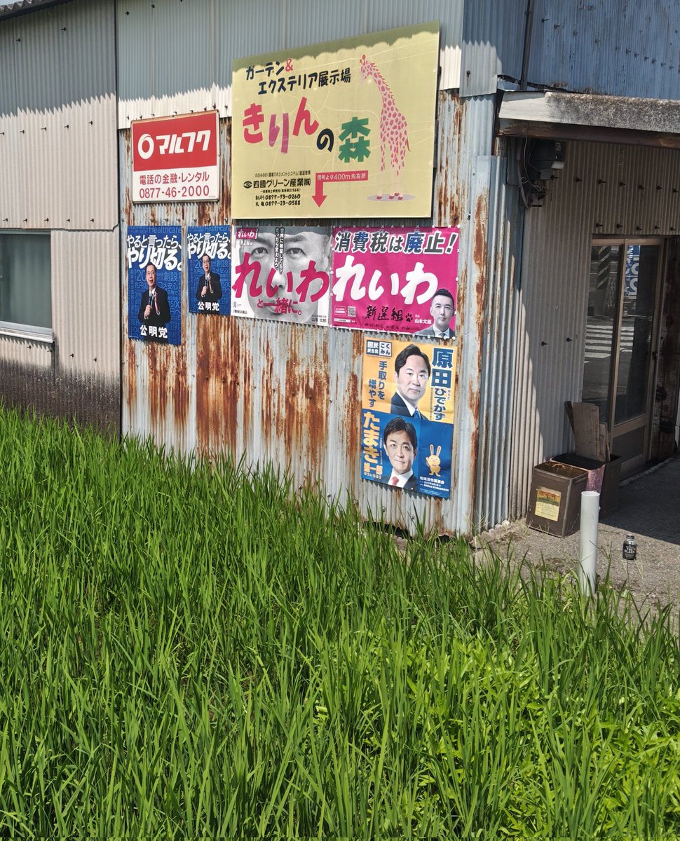 NWt01NX2bcLWmhh's tweet image. 本日最終比例はれいわポスの貼り替え遥々カレンズさんへ。親分のお婆ちゃんに挨拶してそのまま大ポスターに貼り替えました。南のトタンの色褪せポスも貼り替え予定でしたが玉木ん党が貼られてて縦れいわに貼り替え予定が出来ませんでした。横ポスは本日お取り寄せしたので顔面ポス貼って横2連完了!