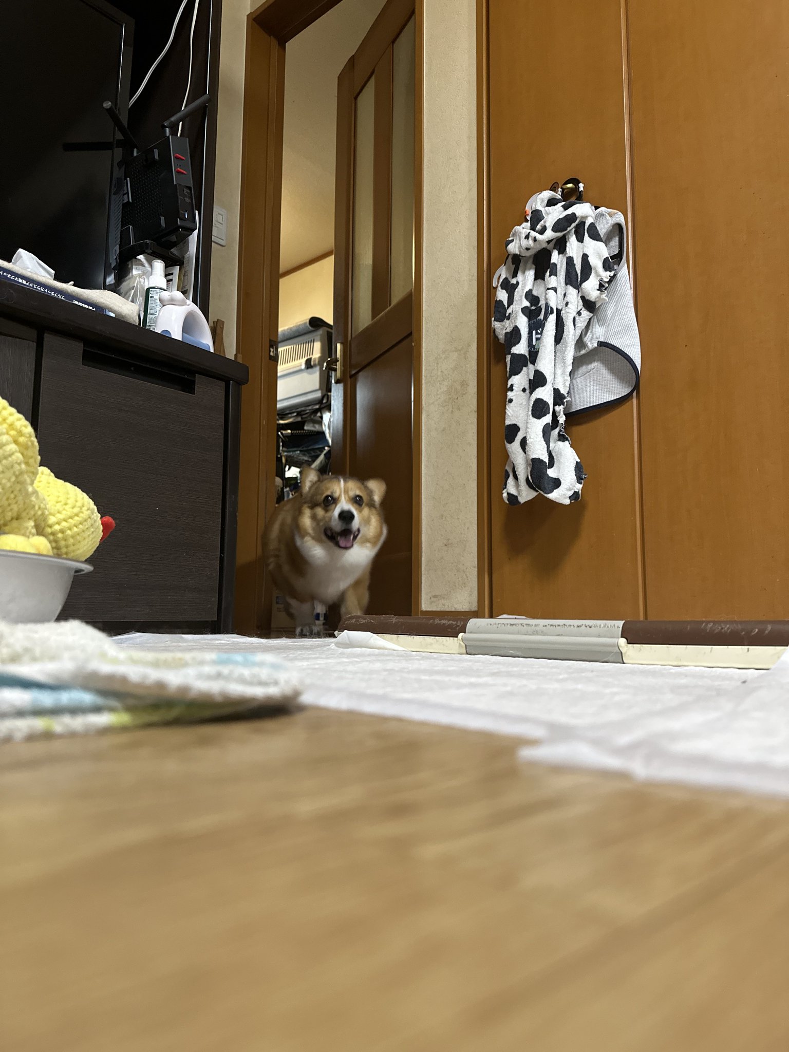 こたつ(こたぽん) on X: 
