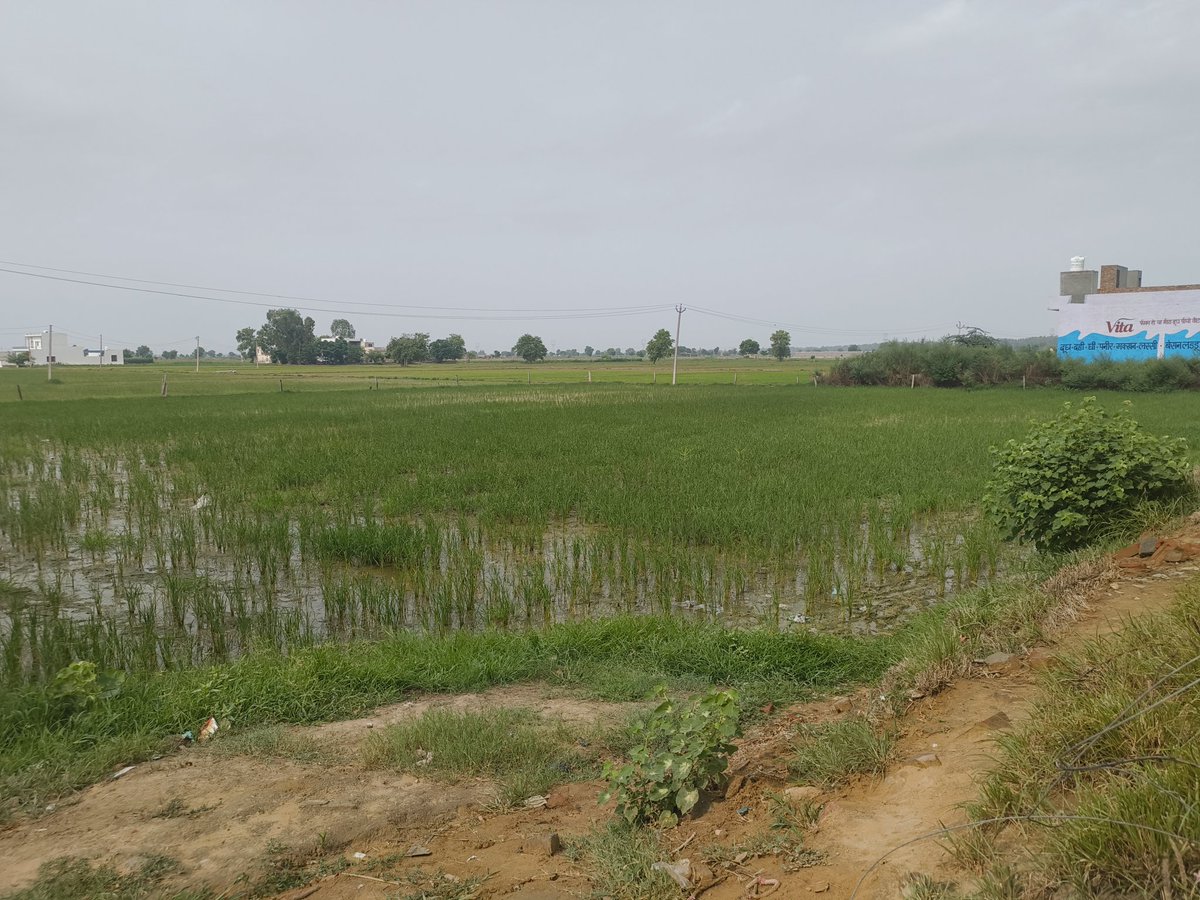 dhmxn_punit's tweet image. Came to touch some grass today