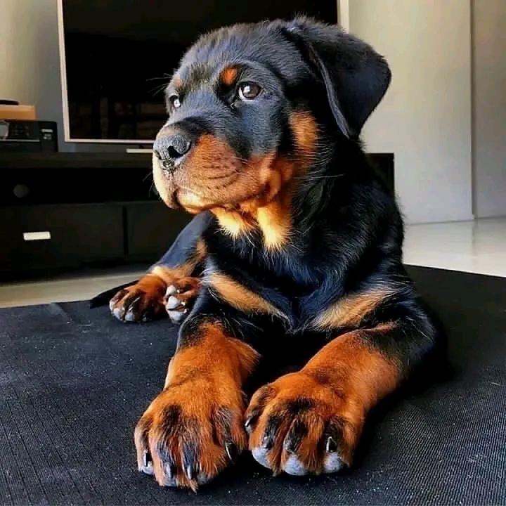 rottweiler19932's tweet image. What an absolute sweetheart of a pup! 馃惥馃槏