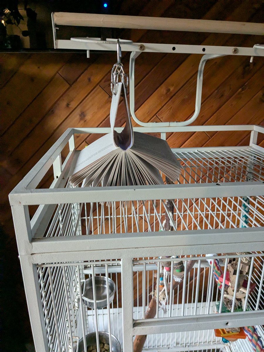 IsaacKing314's tweet image. My partner bought some books and strung them up as bird toys. This feels... sacrilegious.