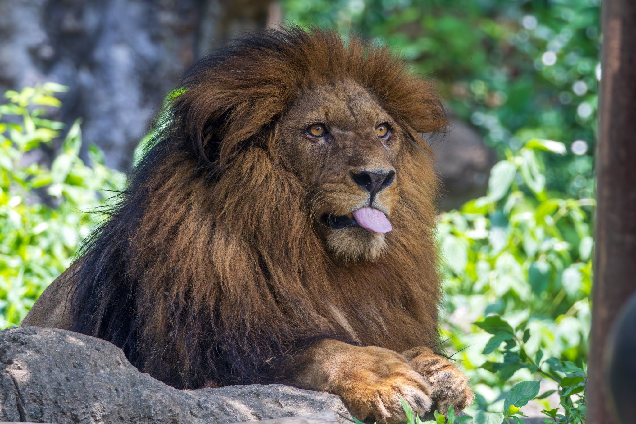 ライオン　動物ペン画No.14 ライオン 動物ペン画No.14 ライオン 動物ペン画No.14