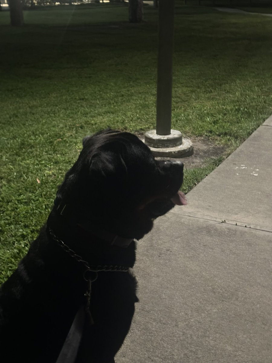 Gaurddog22's tweet image. MAGA Merle is on the lookout for one of these treasonous fuckers🐶❤️🇺🇸47