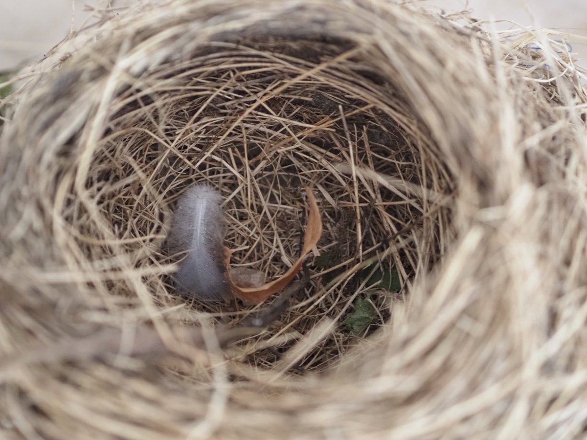 yukinobuko's tweet image. 苔がふんだんに使われており、雛を優しく守る産座は細かい根のようなものが使われています。ちゃんと二重構造になっているところに感動します。お隣の大きな古巣はスウェーデンで見つけたもの。見事な編みかご!ずっしり重いです。種名を調べるのは難しそう。宿題がどんどん増える夏。