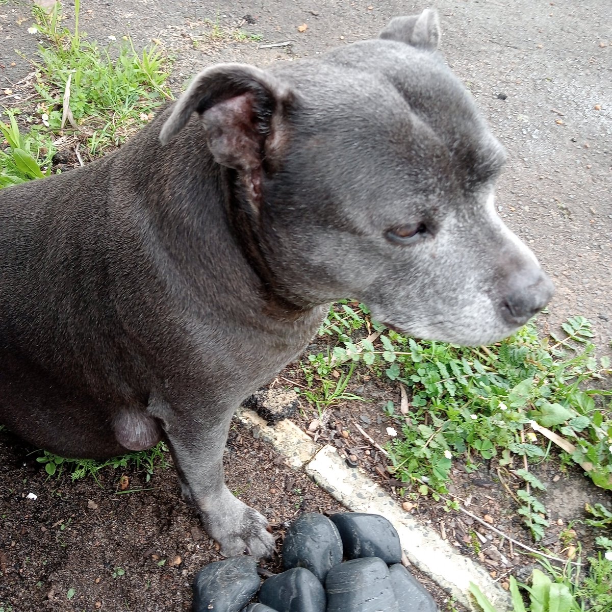 CChristensen125's tweet image. Listening to MB20 and weeding, my darling Harriette decided to help.... Definitely wasn't working where she just parked her arse 🤣💖