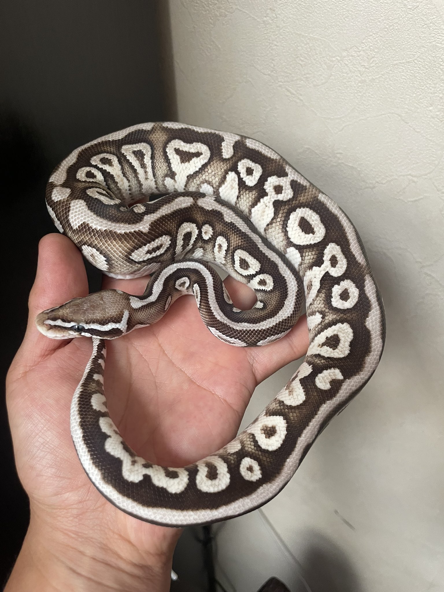 ◆ぱぴこ◆ HIROHARU (SUNRIZE Ball Python) on X: 
