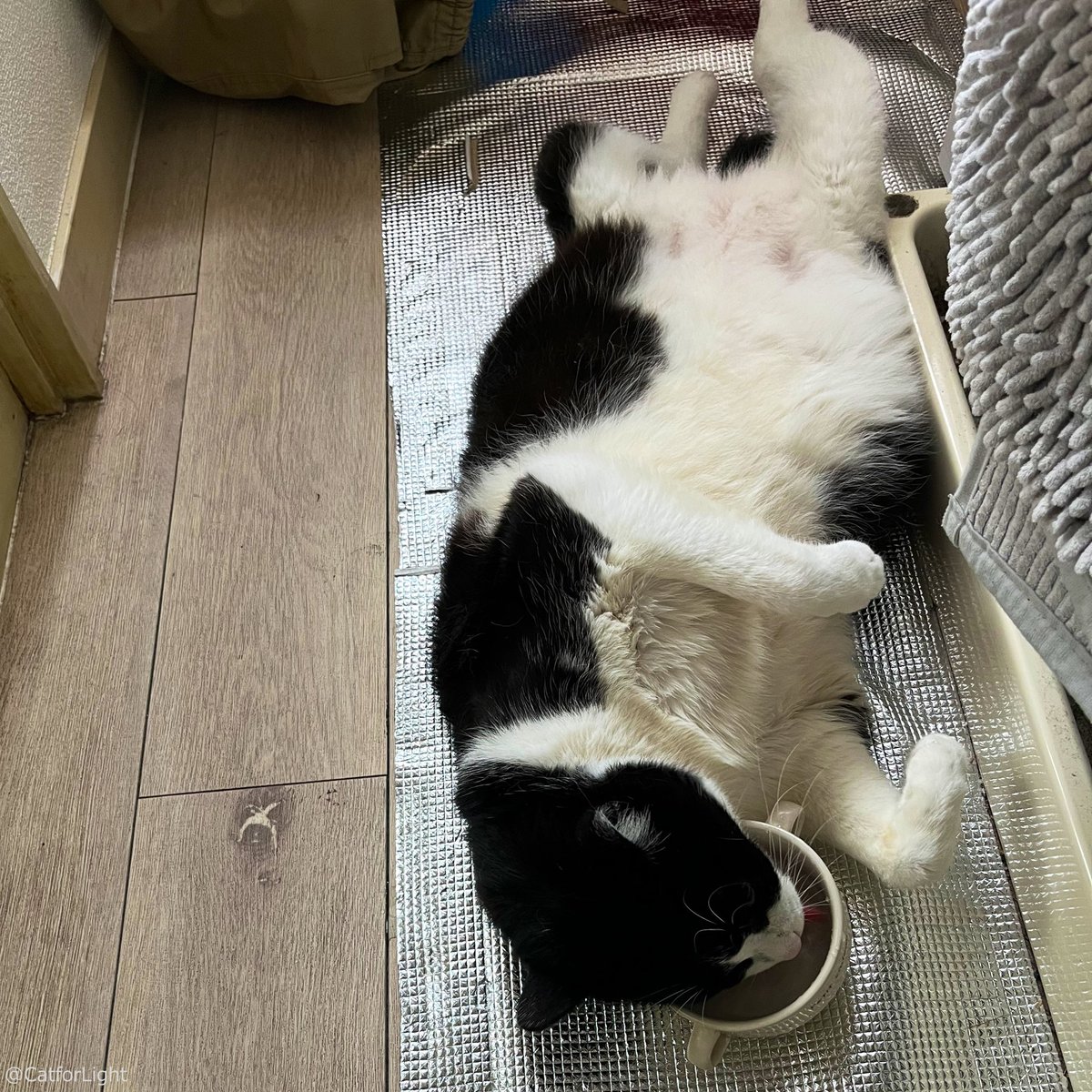 CAT_PRESS's tweet image. 暑くて起き上がるのが面倒くさいのは人間だけではありません。ニャンと仰向けのまま水を飲む猫の姿が目撃されました…🙀
cat-press.com/cat-news/cat-d…