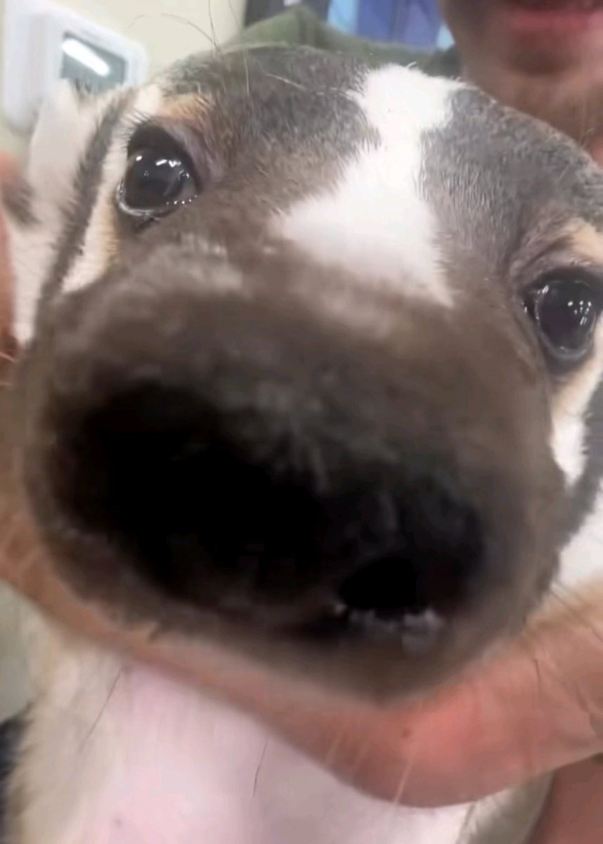 dteam as animals tweet media