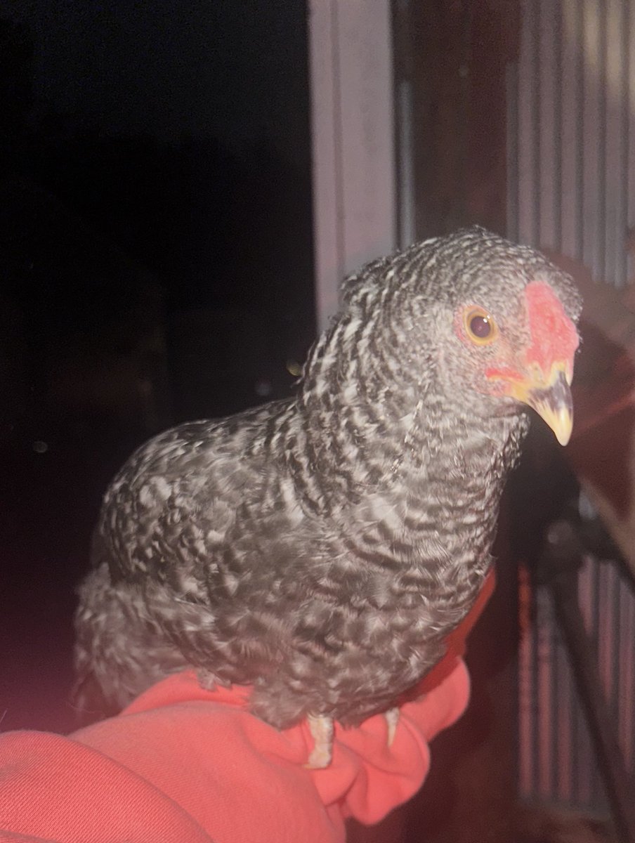 MOONMOOB_'s tweet image. So uh… that baby chick I saved from the mother is a roo 😩 already caught him doing a pathetic crow 😂