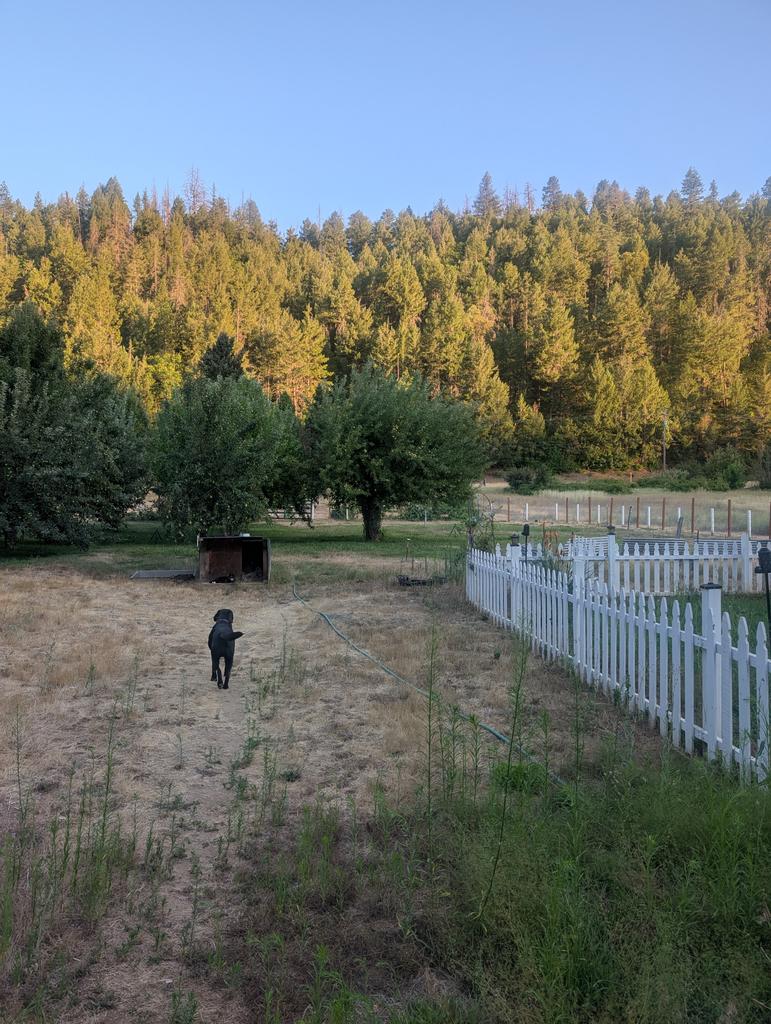 What a beautiful July evening. Guess who is going to go steak an apple off the tree...