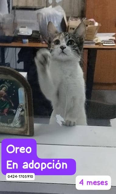 Adopta. Salva una vida. Cambia un destino. Caracas