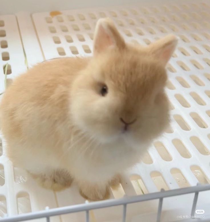 sionisrabbit's tweet image. 
