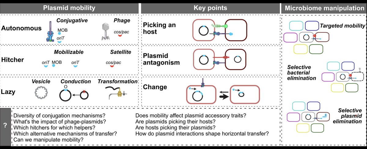 paperperday's tweet image. The extended mobility of plasmids
"conjugative transfer and plasmid-encoded advantages can sustain plasmid prevalence despite the plasmid paradox.
Microbiome engineering is shifting to precision interventions at the strain, plasmid, or gene level."
academic.oup.com/nar/article/53…