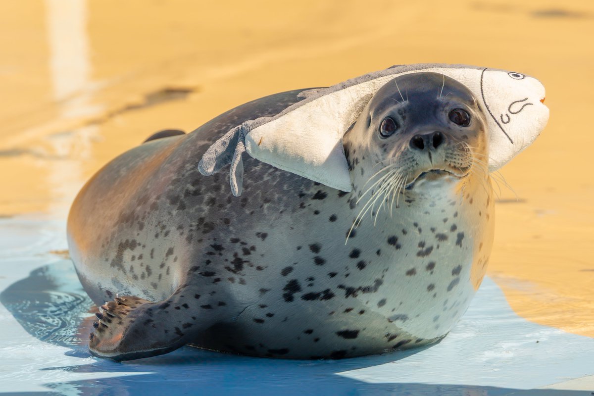 #東武動物公園 
#ゴマフアザラシ 
#1日1もちもち
