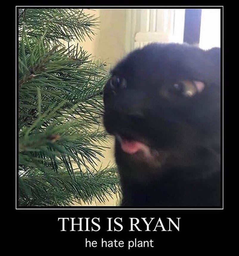 PunchingCat's tweet image. 