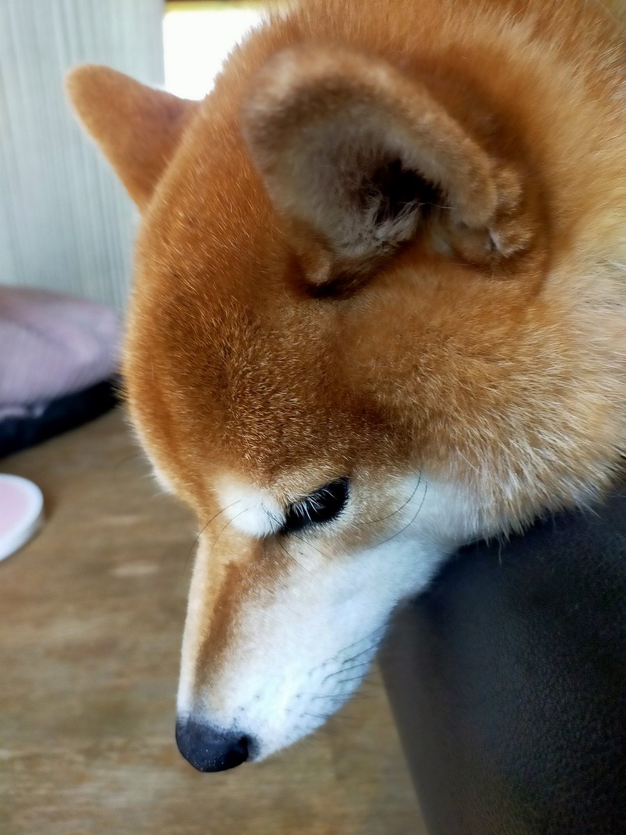 暑いですね💦
レッサーパンダっぽい(笑)
