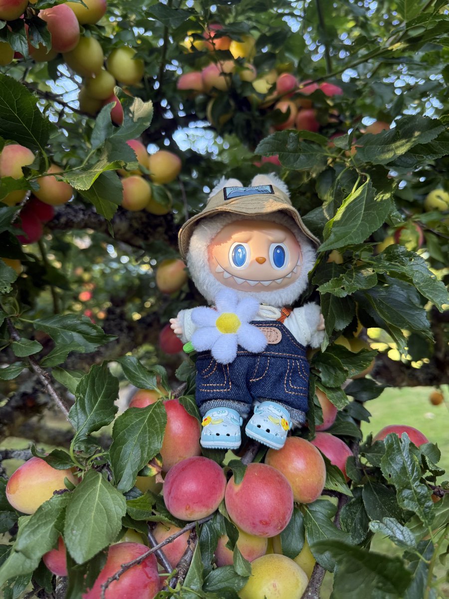 LbubuAvax's tweet image. Is everyone ready for a bountiful #Labubu island harvest?

$LBUBU