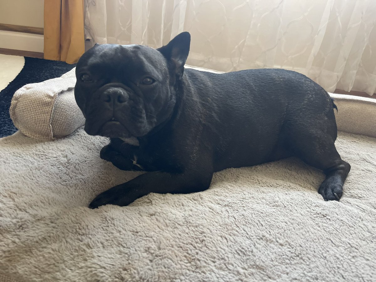 finneas needs emergency surgery and it is crazy expensive. if you can help us pay for this with any small amount (because who would ever have money for this) it is much appreciated. &lt;3

gofund.me/beb6a6a1