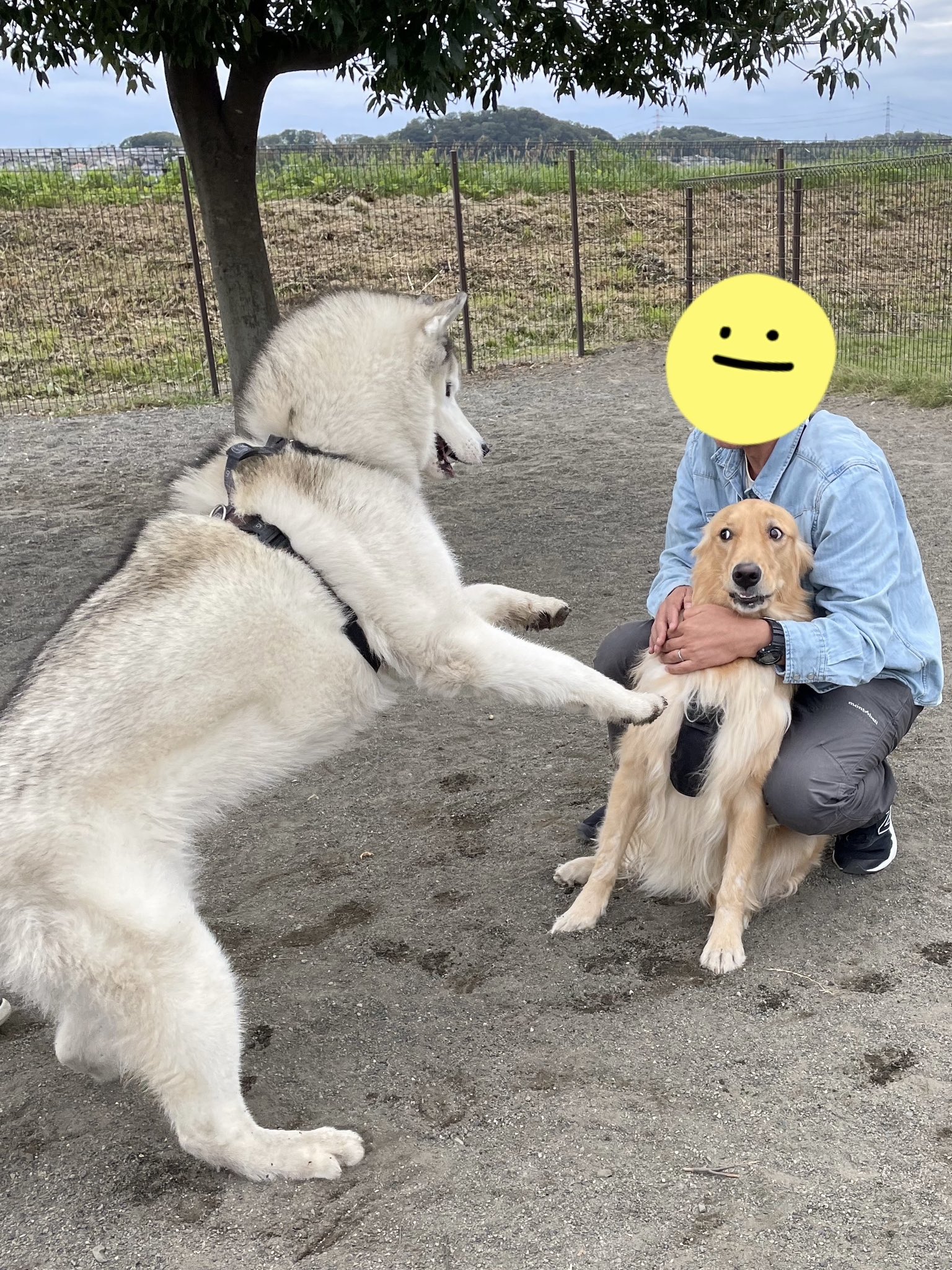 ハッシュ！　かわいいハスキー シベリアンハスキーのアッシュ🐾 (@bigbabyash2020) / X