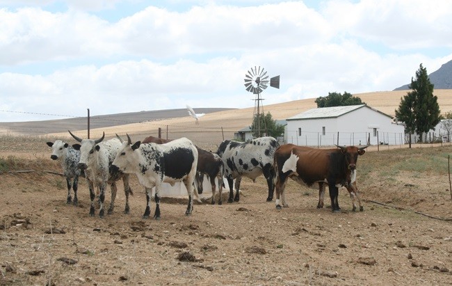 africanfarming_'s tweet image. FMD indaba | Full-scale onslaught necessary!
👉africanfarming.com/tiny/p455