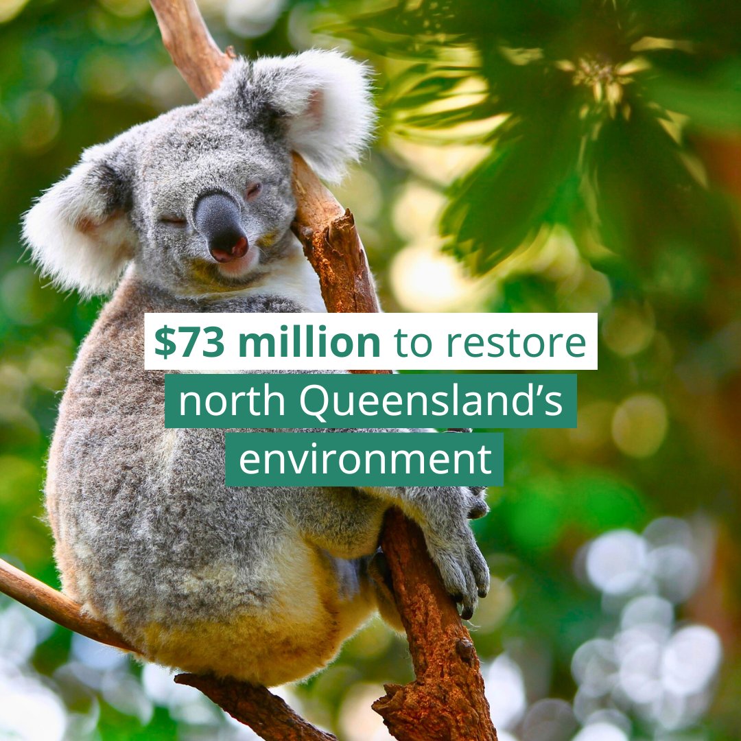 A new DRFA $73 million package will boost north #Queensland’s environmental recovery after the floods:
🌿 Restoring catchments, coastlines and national parks
🌱 Stabilising erosion and revegetating waterways
🦋 Protecting biodiversity and cultural sites