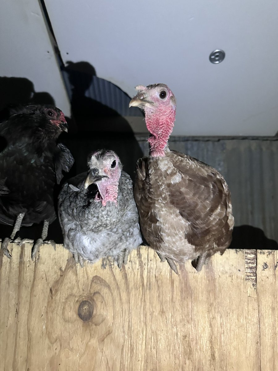 MOONMOOB_'s tweet image. So I learned Tom is a bourbon red turkey, and Gertrude is a blue slate turkey. :)