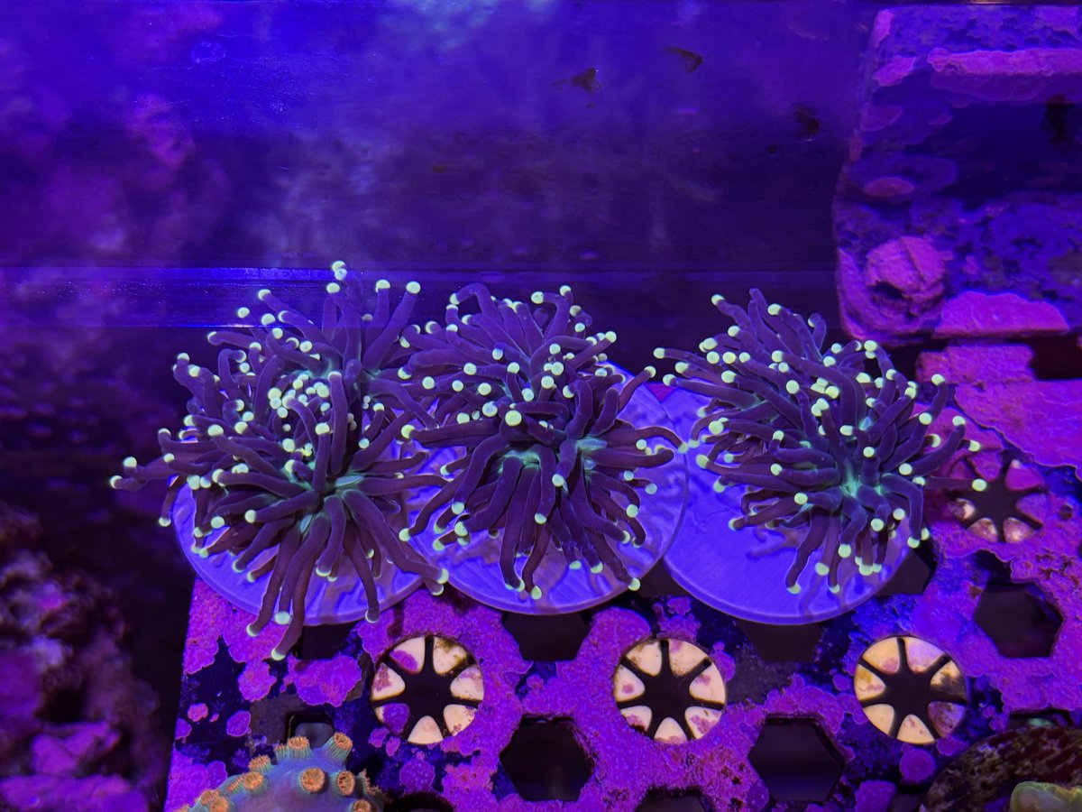 CYAQUARIUM (@tokyo_cy) / Posts / X