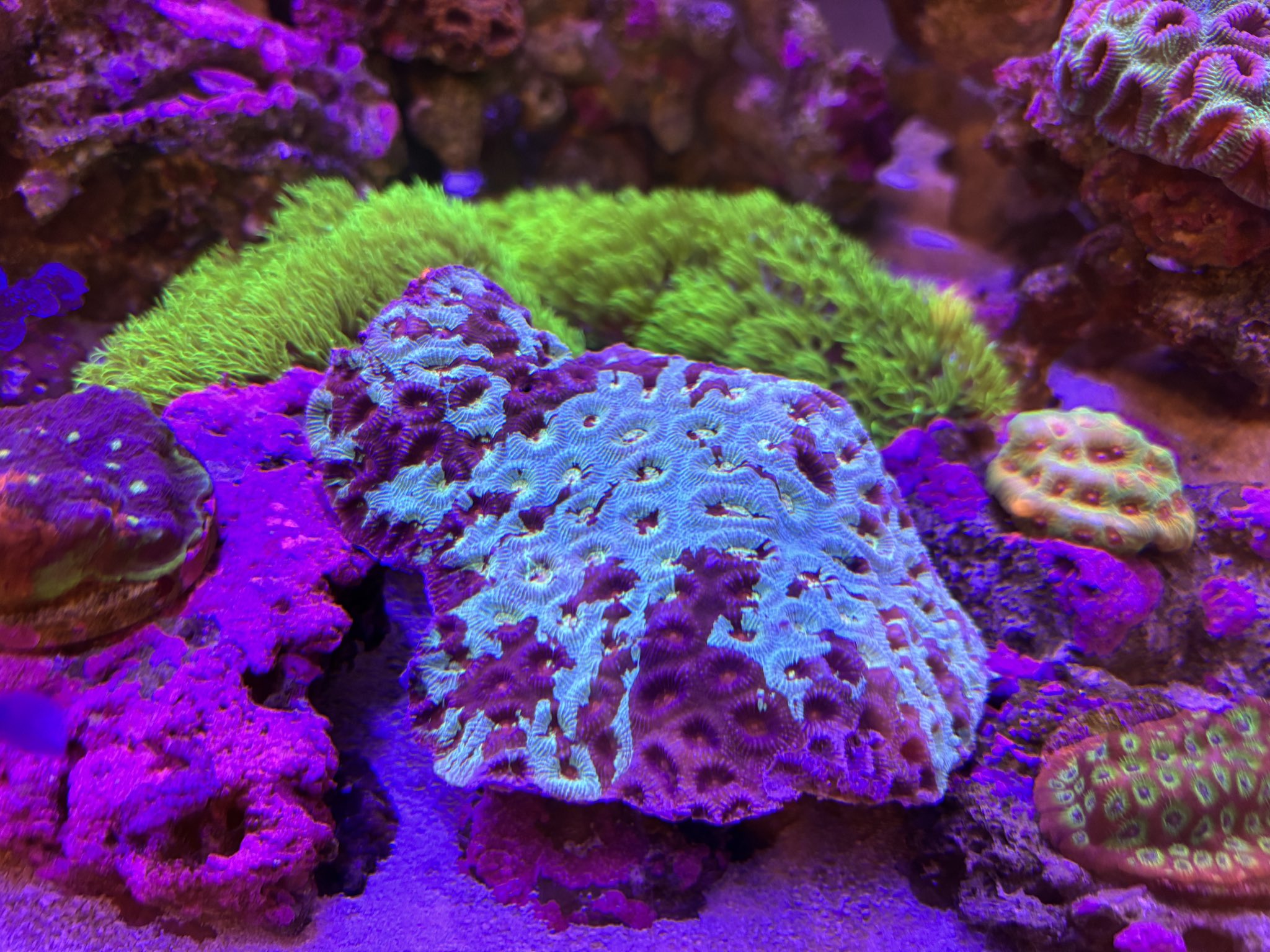 CYAQUARIUM (@tokyo_cy) / X