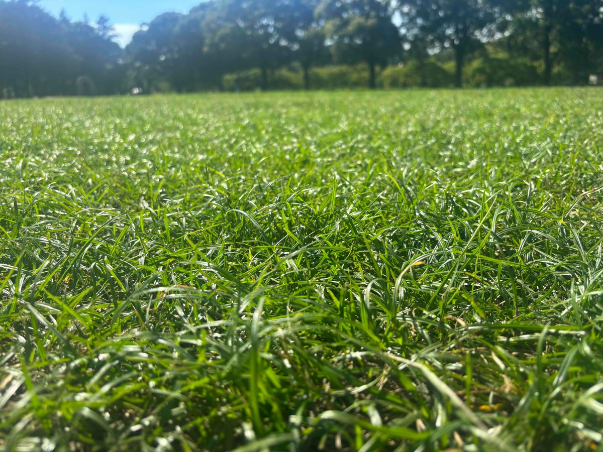 一年中いつでも緑色の #平塚のはらっぱ の整備はJリーグやプロ野球などでも利用されている #レモンガススタジアム平塚 と #バッティングパレス相石スタジアムひらつか と同じスタッフが行っています！
安心安全に過ごしてもらえるよう整備していますのでぜひ遊びに来てください😊