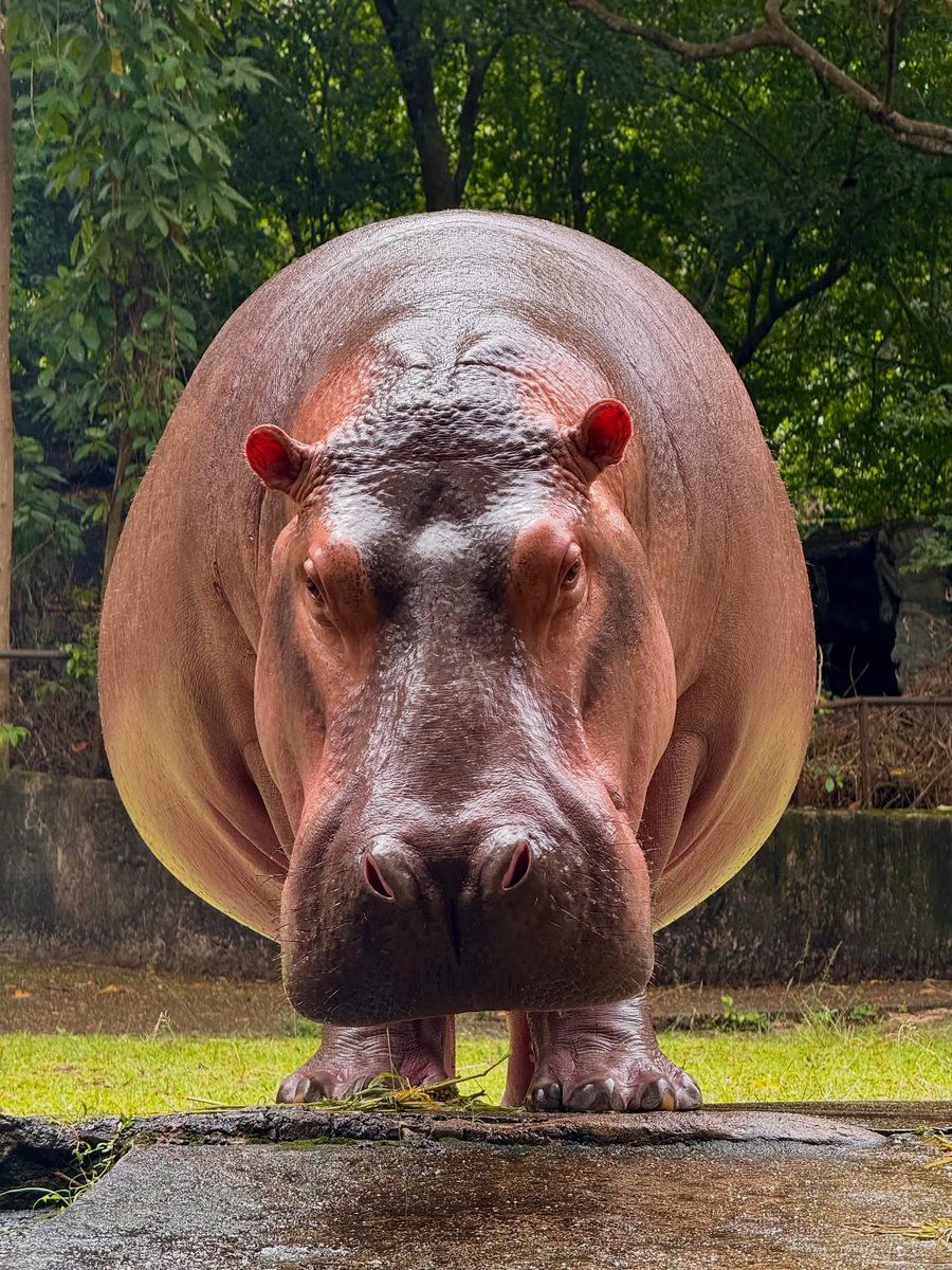 and_khamoo's tweet image. อาบน้ำเเล้วสวยขนาดนี้ #hippo #khoakheowopenzoo
#hippo #PygmyHippo #ขาหมูแอนด์เดอะแก๊ง #หมูเด้งจะเด้งกี่โมง #Moodeng #พี่ขาหมู #สวนสัตว์แปลกเขาเขียว