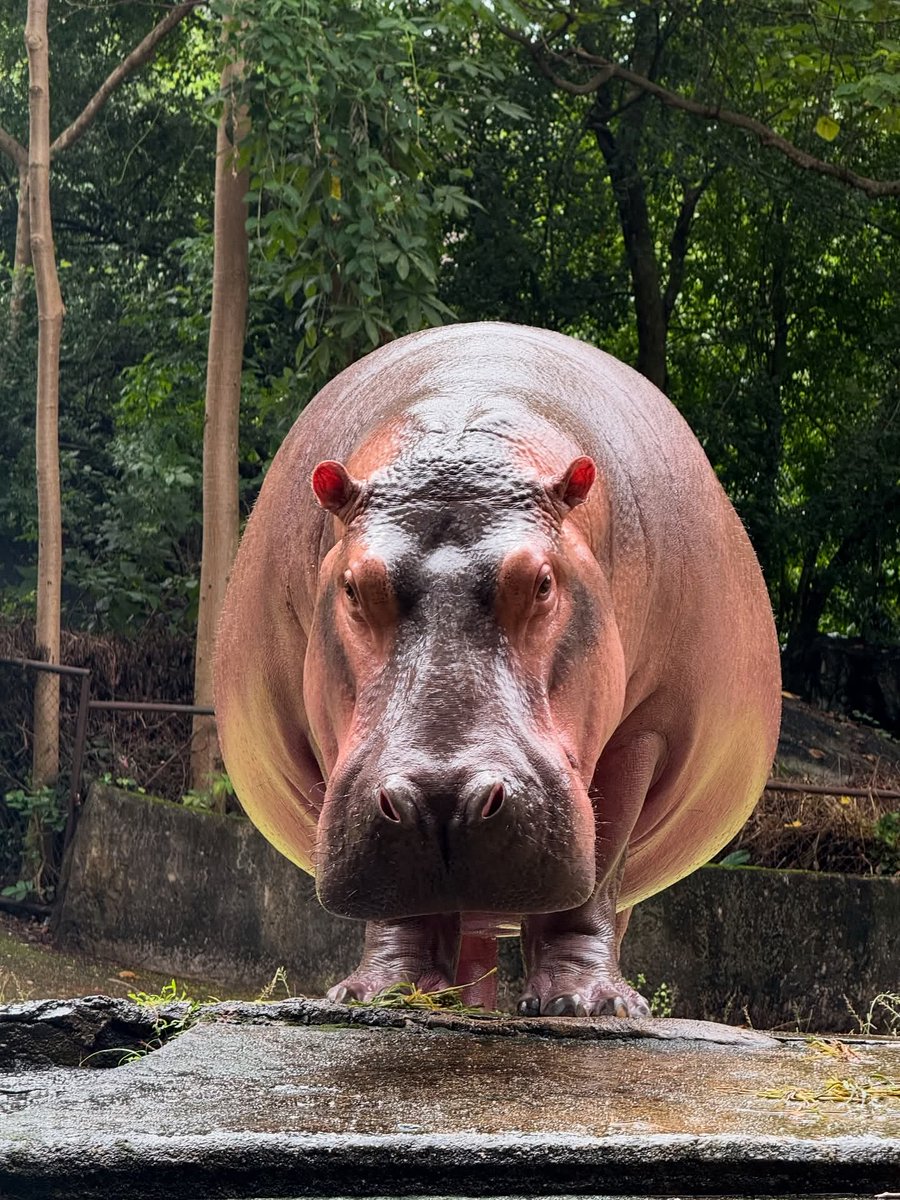 and_khamoo's tweet image. อาบน้ำเเล้วสวยขนาดนี้ #hippo #khoakheowopenzoo
#hippo #PygmyHippo #ขาหมูแอนด์เดอะแก๊ง #หมูเด้งจะเด้งกี่โมง #Moodeng #พี่ขาหมู #สวนสัตว์แปลกเขาเขียว